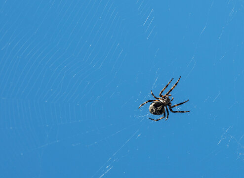 Low angle view of a spider in a spider's web against a blue sky, Greece
