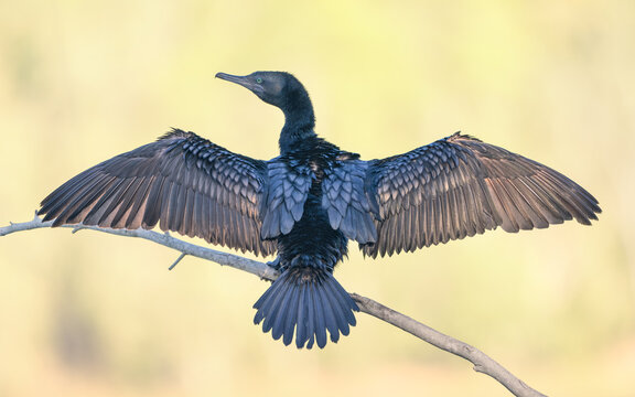 Close-up rear view of a wild little black cormorant (Phalacrocorax sulcirostris) perched on a branch flapping its wings, Australia