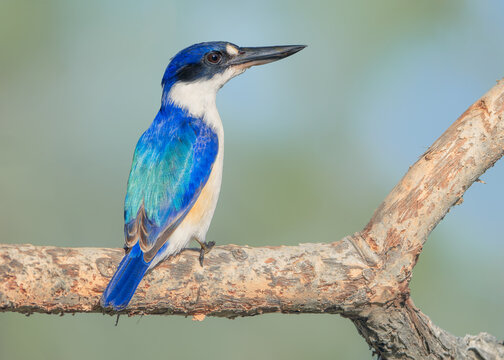 Close-up rear view of a wild forest kingfisher (Todiramphus macleayii) perched and alert on a branch with a blurred background, Queensland, Australia
