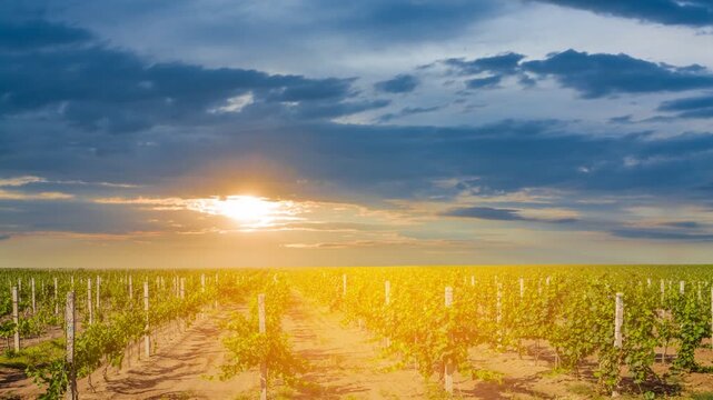 green vineyard at the sunset time lapse scene