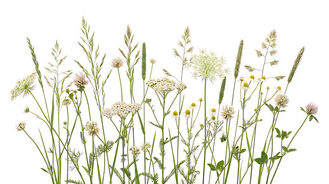 Selection of wild meadow flowers and field grasses with wildflowers botanical isolated greenery blooming