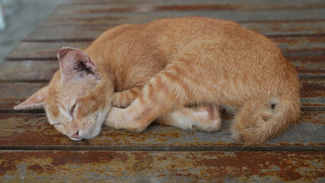 Adorable Orange Cat Sleeping Peacefully on Rustic Wooden Surface