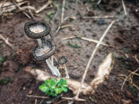 Close up and selective focus of coprinopsis lagopus or coprinus lagopus in the field, harefoot wild mushroom or hare's foot inkcap