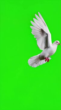 White dove flying on an empty green screen background, vertical video featuring a realistic bird in flight for chroma key compositing and video editing