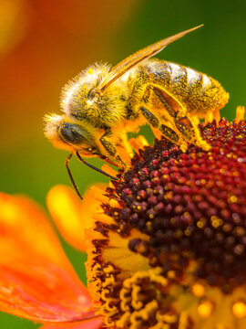 Honey Bee Collecting Pollen on Orange Coneflower &ndash; Macro Close-Up. Detailed macro photograph of a honey bee collecting pollen on a vibrant orange coneflower.