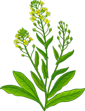 Camelina Sativa Plant with Flowers and Leaves Colored Detailed Illustration. Essential oil ingredient for cosmetics, spa, aromatherapy, health care, alternative medicine. 