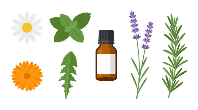 Essential oil glass bottle surrounded by various medicinal herbs and flowers.
