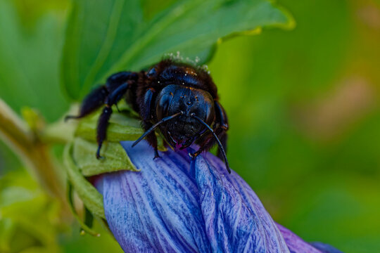 Macro d'abeille charpenti&egrave;re