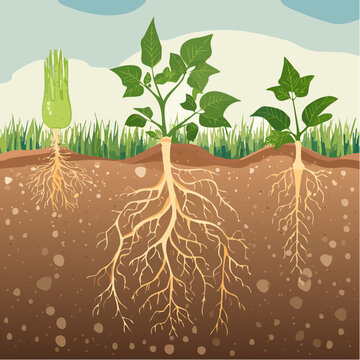 Plant anatomy showing root nodule symbiosis. Botanical diagram of crop root systems.