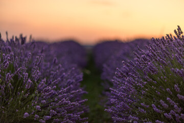 Obraz premium Golden sunset illuminating vibrant purple lavender blossoms across peaceful agricultural field rows in rural landscape