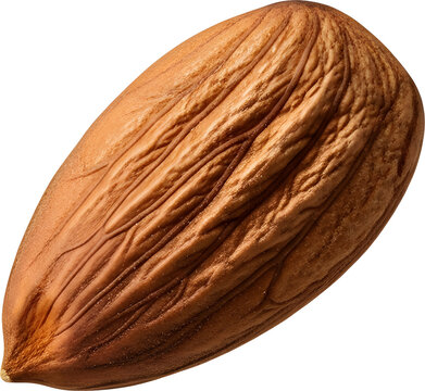 Closeup of a single brown walnut.