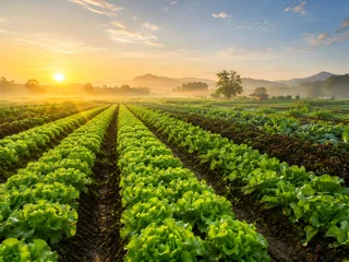 Sunrise Over Organic Vegetable Farm with Fresh Green Crop Rows © paisan191