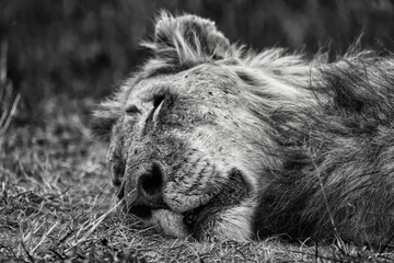 Sleeping male lion in the savanna, black and white wildlife photography © Roger