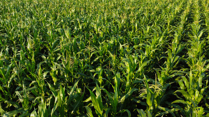 Fototapeta premium Aerial View of Lush Green Corn Field Rows
