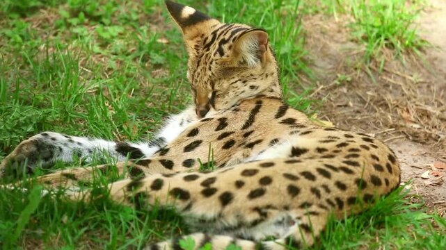 Serval Cat Resting on Green Grass in Natural Habitat