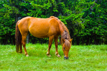 brown horse graze on the green forest glade © Yuriy Kulik