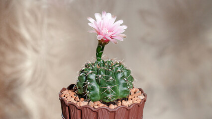cactus in a pot © lazalnik