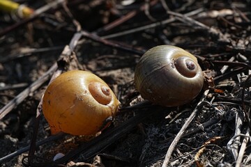 The shells of conchs that have been eaten by birds until they died. © nopwaratch