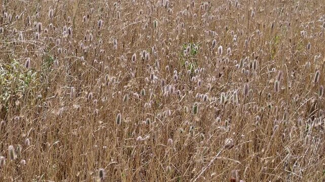 a dense, textured field of dry golden grass with fluffy seed heads swaying gently in the summer breeze.