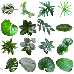 A diverse collection of lush green tropical leaves showcasing various shapes and textures. © Trieu