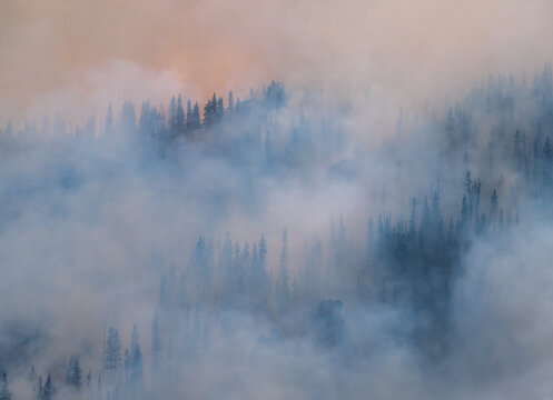 Thick smoke from wildfire engulfs a pine forest