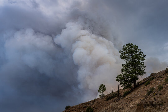 Thick smoke billows from a forest wildfire
