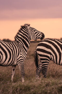 Plains zebras standing in African savanna at sunset