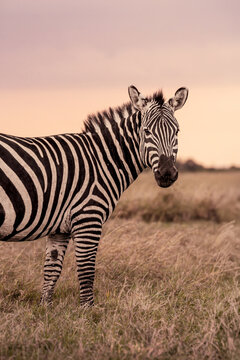 Plains zebra standing in golden savanna at sunset