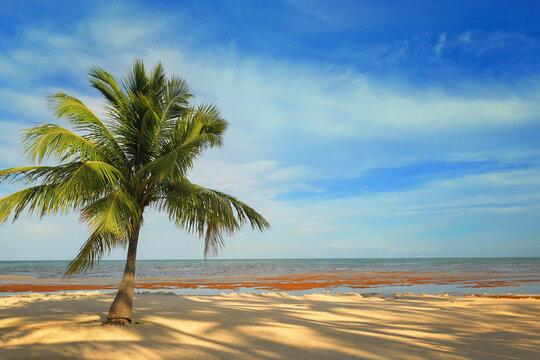 Lone palm tree on a sandy tropical beach