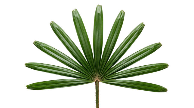 Green fan palm leaf isolated on a white background.