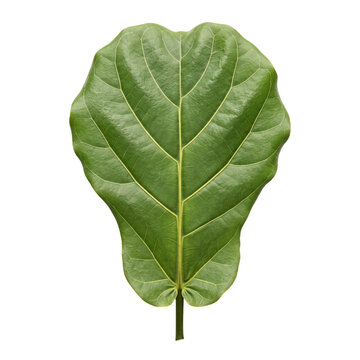 A single vibrant green fiddle leaf fig leaf isolated on white.
