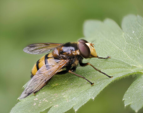 Geb&auml;nderte Waldschwebfliege (Volucella inanis)
