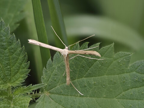 Windengeistchen (Emmelina monodactyla)