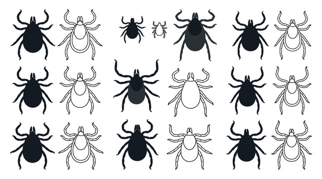 Tick Silhouettes And Line Drawings On A White Background