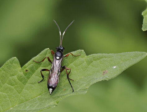 Schlupfwespe (Ichneumonidae)