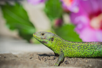Fototapeta premium Green lizard basking in the sun against vibrant pink flowers in a garden setting.
