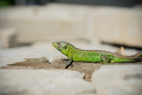 A vibrant green lizard basks in the sun on a stone pavement.