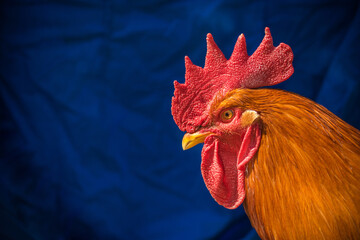 Close-up of a vibrant rooster against a deep blue background. © Letitia