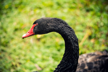 Close-up of a majestic black swan with striking red beak against a lush green background. © Letitia
