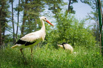 Fototapeta premium White storks in a lush green habitat, showcasing their distinctive long legs and beaks.