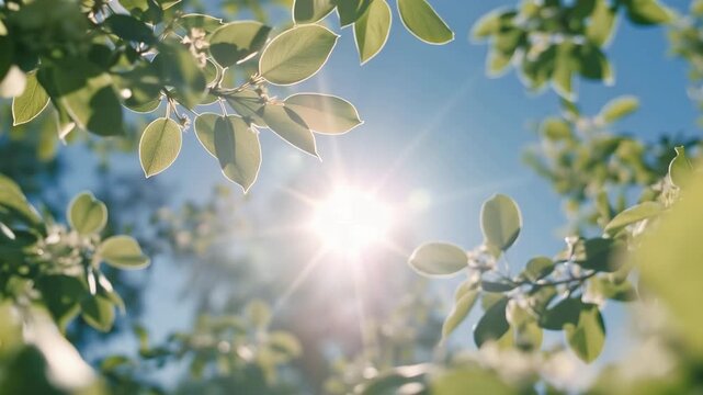 Fresh green leaves gently swaying in sunlight, natural foliage background with relaxing botanical movement, horizontal spring nature video
