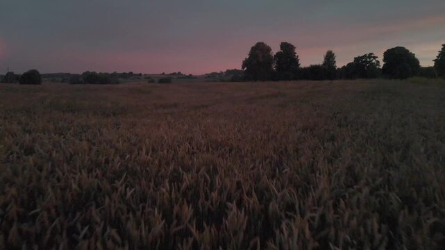 sunrise over the field