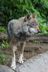 A sad old gray wolf at the zoo © IvSky