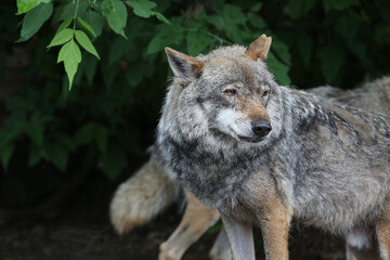 A sad old gray wolf at the zoo © IvSky