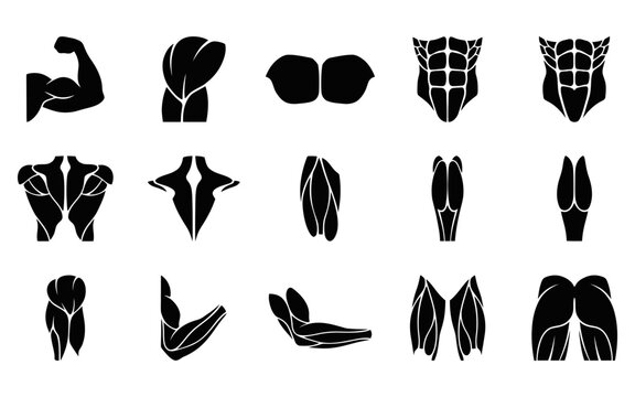 A collection of black silhouette icons representing various human muscle groups and fitness exercises isolated on transparent background