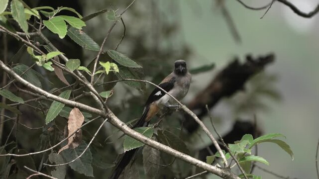 Grey Treepie Perched on Leafy Branch in Himalayan Forest