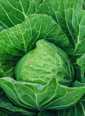 Fototapeta premium Cabbage growing in the garden. Selective focus.