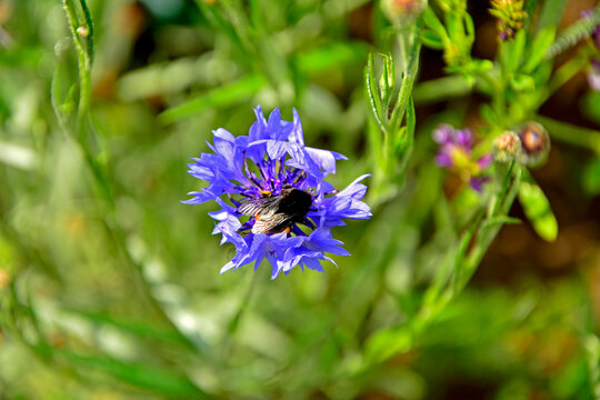niebieski kwiat chabra na ż&oacute;łtym tle, chaber na rozmytym tle, trzmiel na chabrze, Chaber bławatek, Centaurea cyanus, blue cornflower flower on yellow background, cornflower on blurred background,