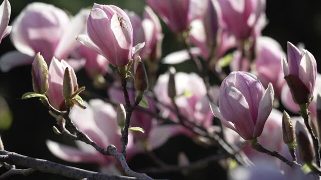 Magnolia flowers spring blooming on a tree branch in a garden during a sunny day capturing the essence of the season