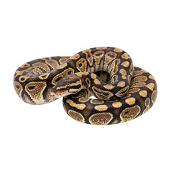 Fototapeta premium close up of a snake, png